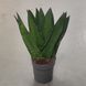 Сансевьерия Зейланика Фан (Sansevieria Zeylanica Fan) 2661 фото 2
