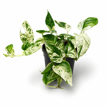 Епіпремнум Марбл Варієгата (Epipremnum 'Marble Variegata') д12 3305 фото
