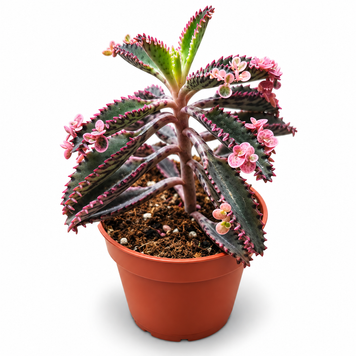 Каланхое Пінк Батерфляй (Kalanchoe &lsquo;Pink Butterflies&rsquo;) д9 3472 фото