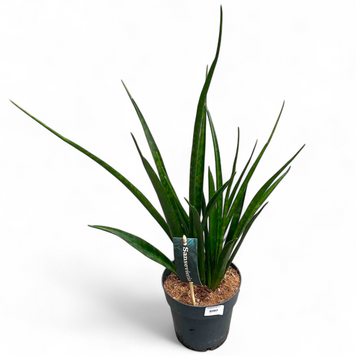 Сансевиерія Кирки (Sansevieria kirkii) 3000 фото