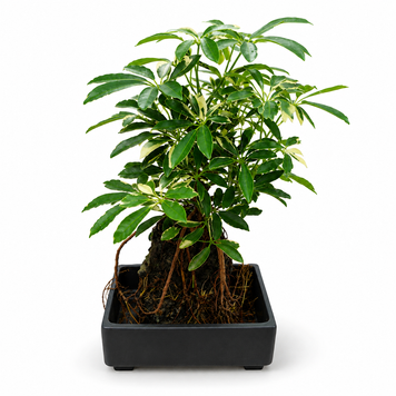 Шефлера Лузіана Бонсай (Schefflera arboricola &lsquo;Luseana&rsquo;) 3373 фото