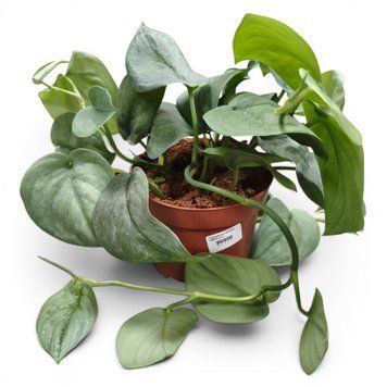Сциндапсус Сільвер Херо (Scindapsus 'Silver Hero') 3254 фото