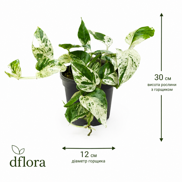 Епіпремнум Марбл Варієгата (Epipremnum 'Marble Variegata') д12 3305 фото