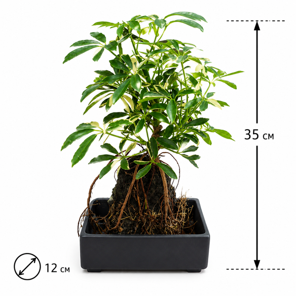 Шефлера Лузіана Бонсай (Schefflera arboricola &lsquo;Luseana&rsquo;) 3373 фото