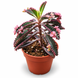 Каланхое Пінк Батерфляй (Kalanchoe &lsquo;Pink Butterflies&rsquo;) д9 3472 фото 1