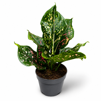 Аглаонема Пинк Леопард (Aglaonema &lsquo;Pink Leopard&rsquo;) д12 3400 фото