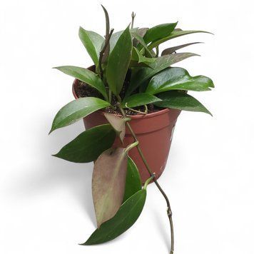 Хойя Грацилис (Hoya gracilis / Hoya memoria) д12 3076 фото