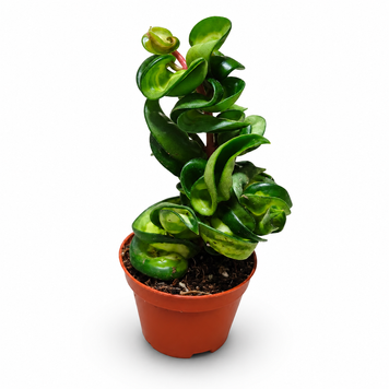 Хойя Компакта Мауна Лоа (Hoya compacta 'Mauna Loa') д6 3346 фото