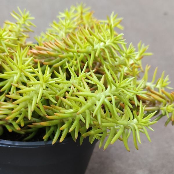 Седум рефлексум "Ангеліна" (Sedum reflexum 'Angelina') 2081 фото