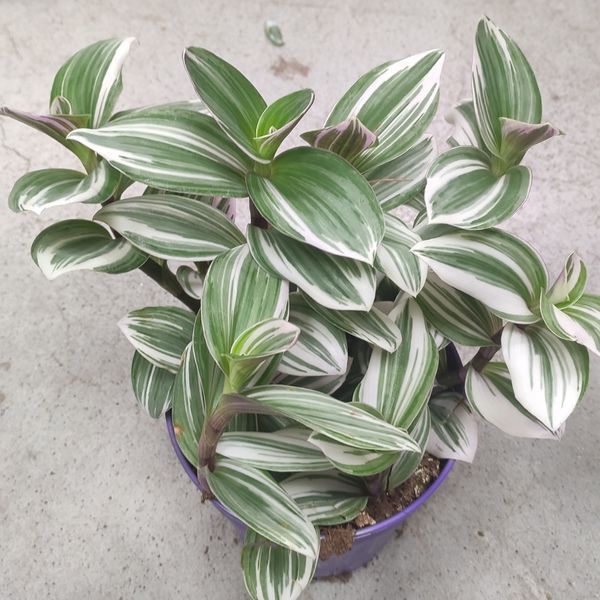 Традесканція Вайт Хіл (Tradescantia &ldquo;White Hill&rdquo;)  1519 фото