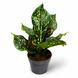 Аглаонема Пинк Леопард (Aglaonema &lsquo;Pink Leopard&rsquo;) д12 3400 фото 1