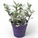Традесканція Вайт Хіл (Tradescantia &ldquo;White Hill&rdquo;)  1519 фото 1