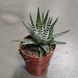 1175 фото 1