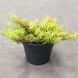 Седум рефлексум "Ангеліна" (Sedum reflexum 'Angelina') 2081 фото 1