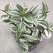 Традесканція Вайт Хіл (Tradescantia &ldquo;White Hill&rdquo;)  1519 фото 2