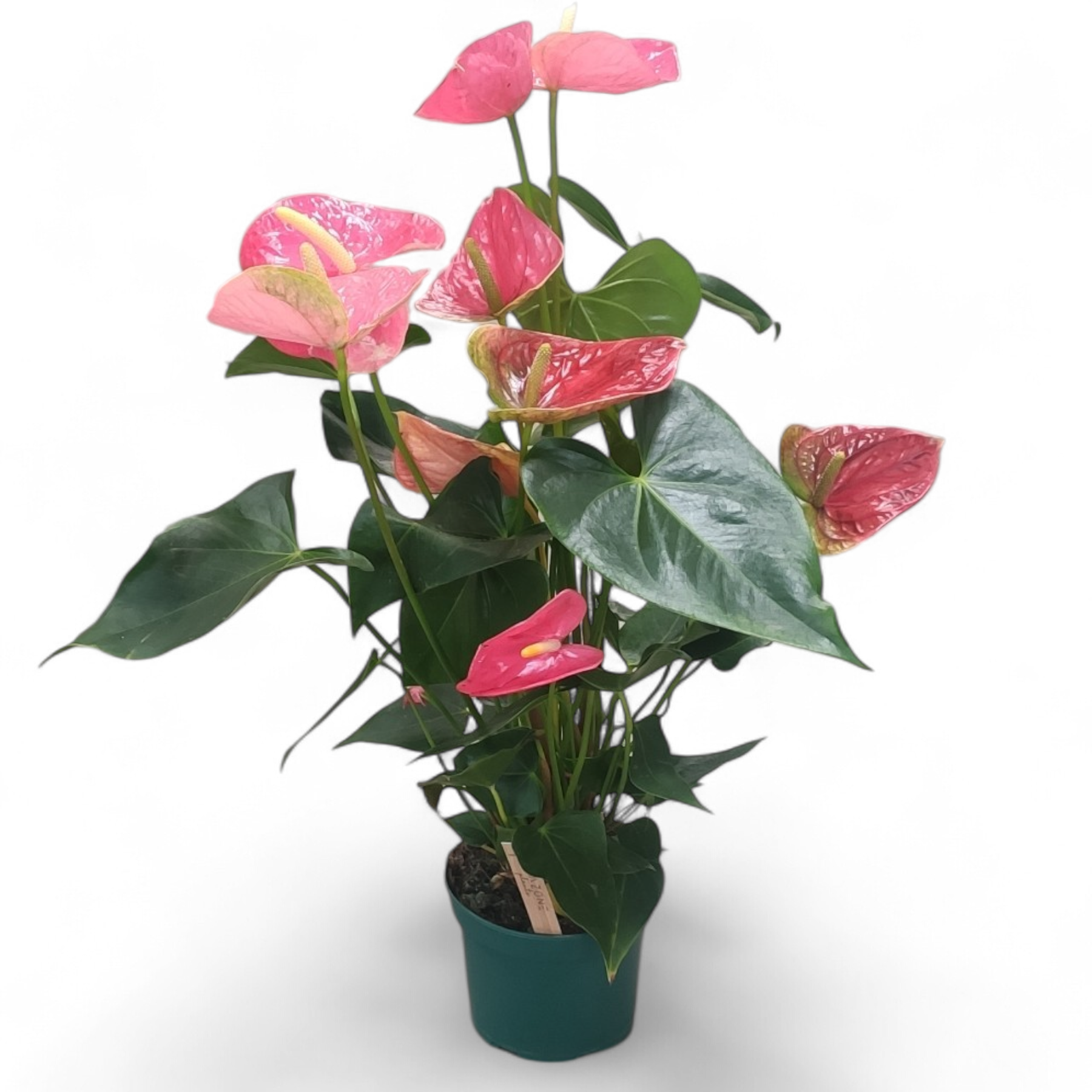 Антуріум Роял Пінк — купити Anthurium Royal Pink | dflora.com.ua