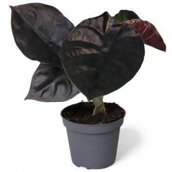 Алоказія Інфермаліс Блек Мейджик (Alocasia infernalis Black Magic) д11 2979 фото