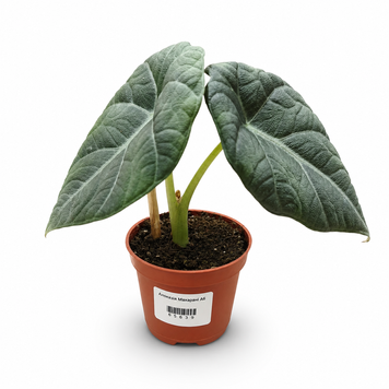 Алоказія Махарані (Alocasia 'Maharani') д6 3280 фото
