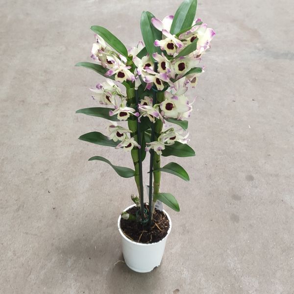 254 фото