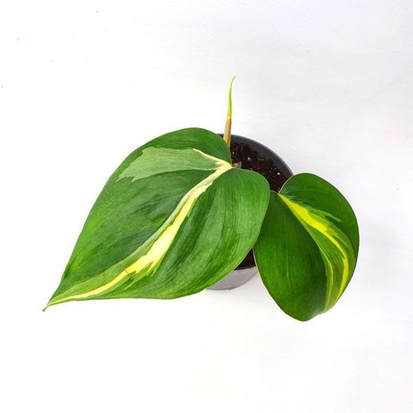 Филодендрон Рио (Philodendron Rio) д12 2874 фото