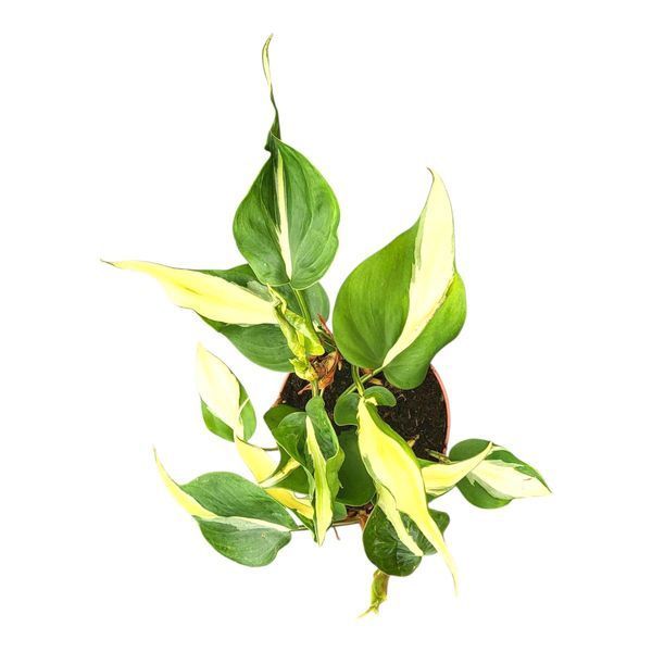 Филодендрон Рио (Philodendron Rio) д12 2874 фото