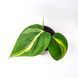 Филодендрон Рио (Philodendron Rio) д12 2874 фото 3