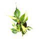 Филодендрон Рио (Philodendron Rio) д12 2874 фото 2