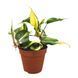 Филодендрон Рио (Philodendron Rio) д12 2874 фото 1