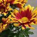 Хризаниема  2129 фото 4