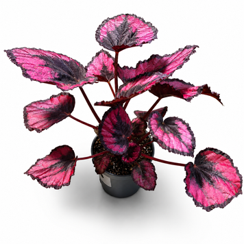 Бегонія Ред Кісс (Begonia Rex 'Red Kiss') д6 3281 фото