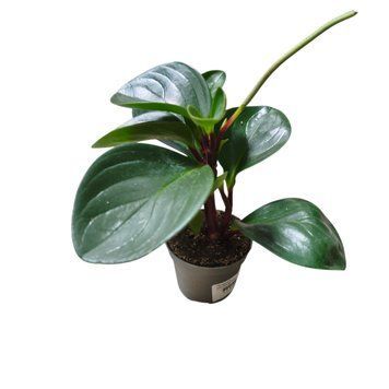 Пеперомия Обтусифолия Ред (Peperomia obtusifolia &lsquo;Red&rsquo;) д6 3171 фото
