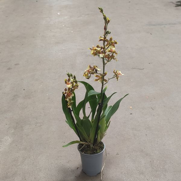 Орхідея Камбрія (Cymbidium) 2414 фото