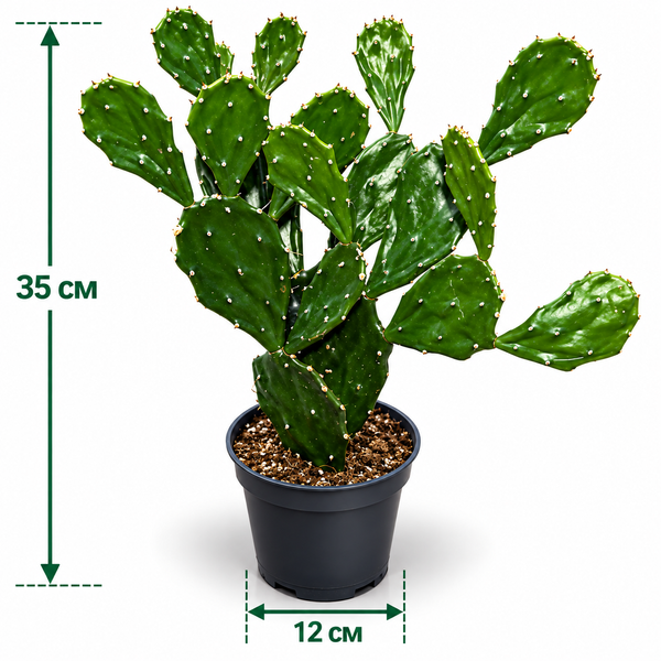 Опунція Ямайська (Opuntia &ndash; Jamaican type) д12 3505 фото