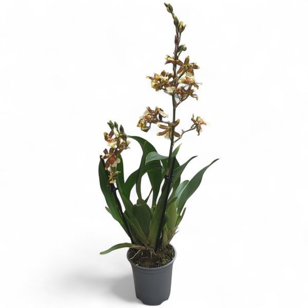 Орхідея Камбрія (Cymbidium) 2414 фото