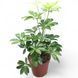Шефлера Анна (Schefflera arboricola &lsquo;Anna&rsquo;) 26633 фото 1