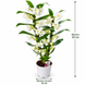 Орхидея Дендробиум Нобиле (Dendrobium nobile)  255 фото 2