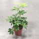 Шефлера Анна (Schefflera arboricola &lsquo;Anna&rsquo;) 26633 фото 2
