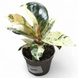 Фікус Шреверіана (Ficus Shivereana) д6 2708 фото 1