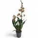 Орхідея Камбрія (Cymbidium) 2414 фото 2