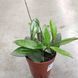 Хойя Карноза (Hoya carnosa)  778 фото 1