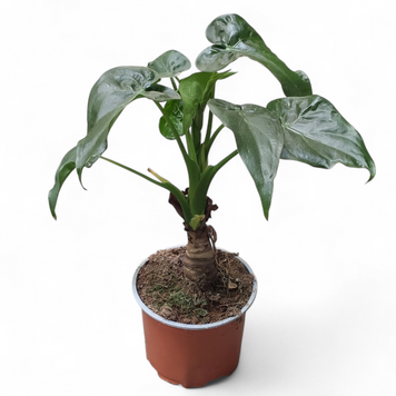 Алоказія Кукулата (Alocasia Cucullata) д12 1881 фото