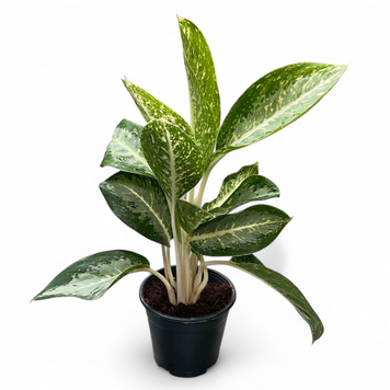 Аглаонема Анук (Aglaonema &lsquo;Anouk&rsquo;) д14 3030 фото