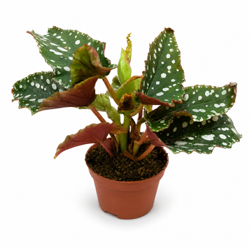 Бегонія Макулата Вінгс Бабл (Begonia maculata 'Wings Bubble') д6 3282 фото