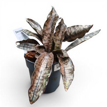 Сансев'єрія Кіркі Купертон (Sansevieria kirkii 'Coppertone') д12 3235 фото