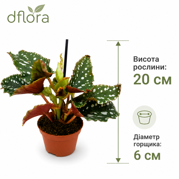 Бегонія Макулата Вінгс Бабл (Begonia maculata 'Wings Bubble') д6 3282 фото
