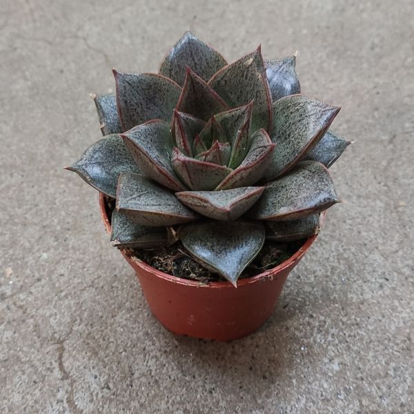 Эхеверия пурпусорум (Echeveria purpusorum)  д5.5  2023 фото