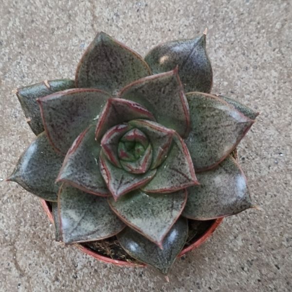 Эхеверия пурпусорум (Echeveria purpusorum)  д5.5  2023 фото