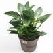 Філодендрон Біркін (Philodendron Birkin) д14 2664 фото 1
