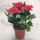 Хризантема Зембла Червона  1293 фото 3