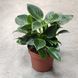 Філодендрон Біркін (Philodendron Birkin) д14 2664 фото 3